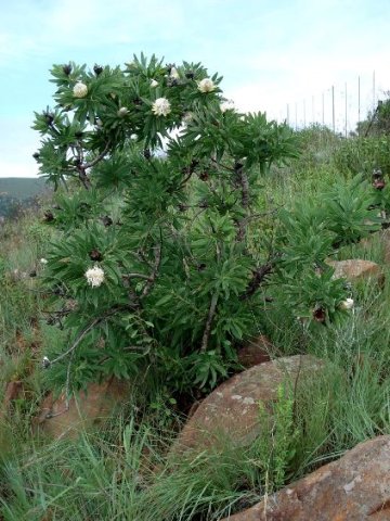 Protea gaguedi 