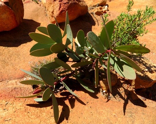 Protea glabra, tomorrow&#039;s big bush
