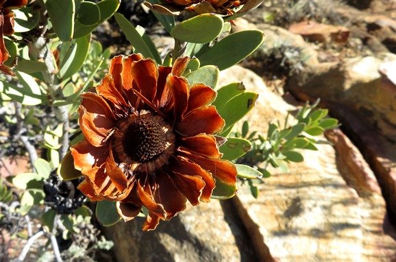 Protea glabra when the carnival is over