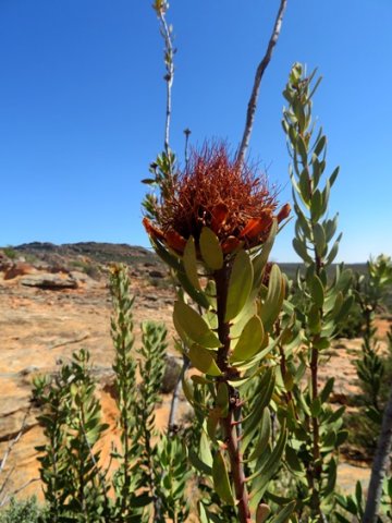 Protea