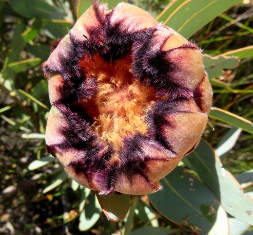 Protea laurifolia inside the cup