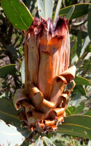 Protea laurifolia old flowerhead