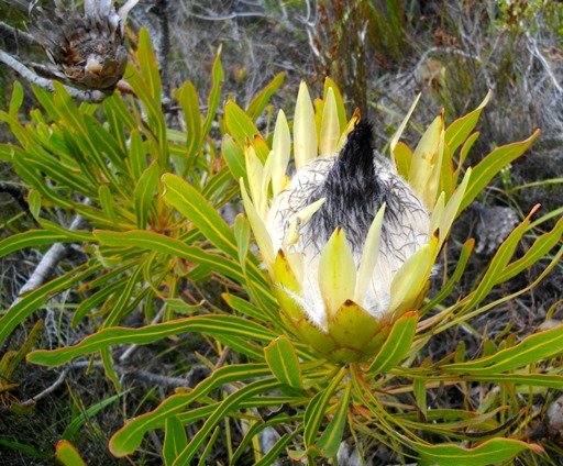 Protea longifolia long leaves