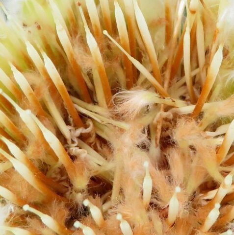 Protea mundii inside the flowerhead