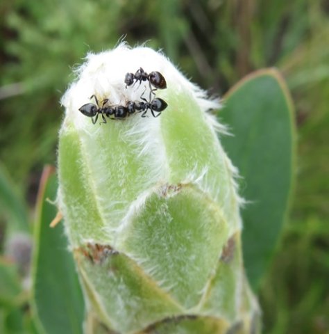 Protea mundii ant patrol