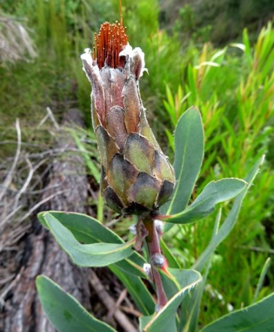Protea mundii old flowerhead