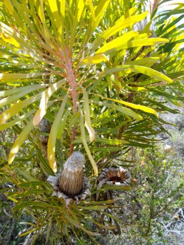 Protea neriifolia leaves and fruitheads