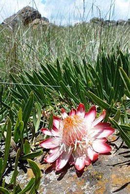 Protea parvula