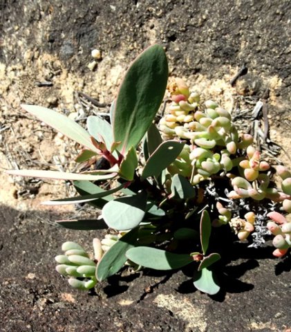 Protea punctata proving its mettle