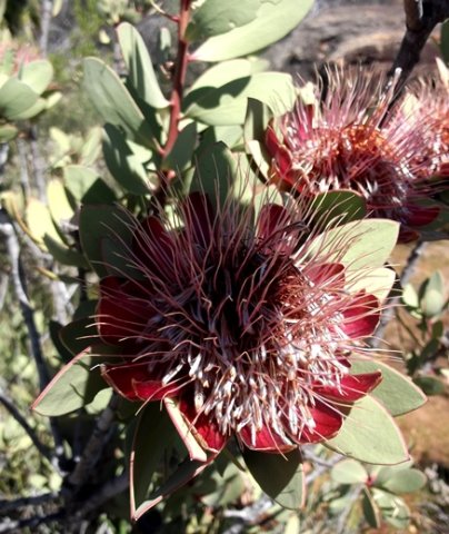 Protea punctata