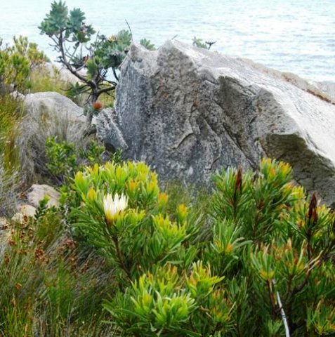 Protea repens