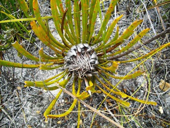 Protea scabra faded flowerhead in January