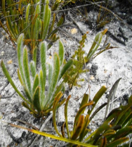 Protea scabra leaves at Salmondsdam
