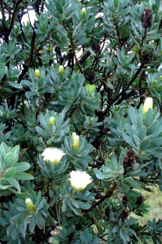Protea subvestita