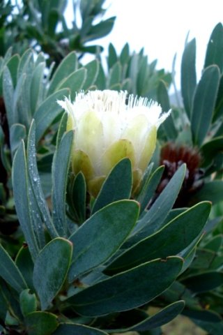 Protea subvestita white flowerhead