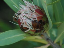 Protea caffra subsp. caffra flowerhead towards the end of its cycle
