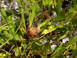 Protea acaulos leaves