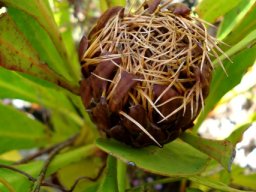 Protea acaulos old flowerhead