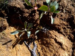 Protea acaulos subterranean features
