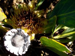 Protea acaulos young and old