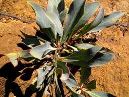 Protea acaulos blue-grey leaves