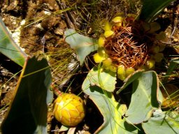 Protea acaulos young and old
