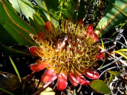 Protea acaulos flowerhead bracts red