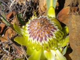 Protea acaulos flowerhead bracts lemon yellow