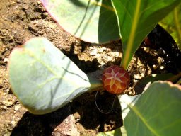 Protea acaulos bud of a capitulum