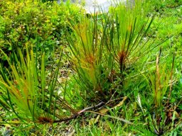Protea angustata leaves