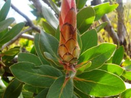 Protea aurea subsp. aurea pink bud