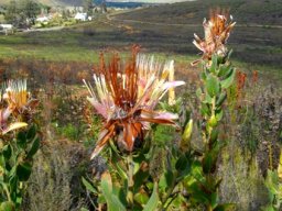 Protea aurea subsp. aurea having escaped a big fire at Greyton