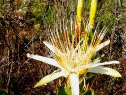 Protea aurea subsp. aurea, the long and the white and the old