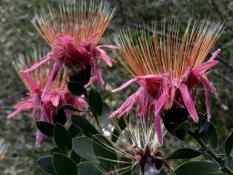 Protea aurea subsp. aurea dark pink