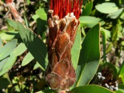 Protea aurea subsp. aurea old head closed again