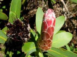 Protea aurea subsp. aurea young and old heads