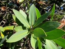 Protea aurea subsp. aurea stem-tip leaves