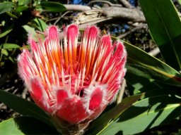 Protea aurea subsp. aurea inside a young flowerhead