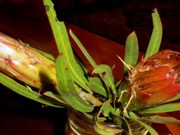 Protea burchellii
