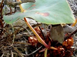 Protea cordata scale leaves