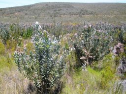 Protea coronata 
