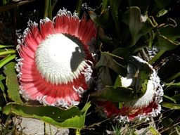 Protea cryophila in an early open stage