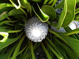 Protea cryophila