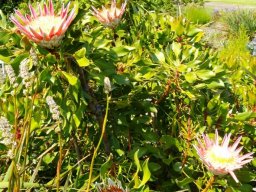 Protea cynaroides