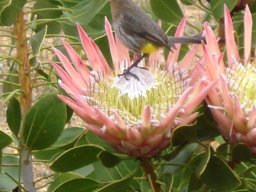 Protea cynaroides and Cape sugarbird