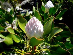 Protea cynaroides budding