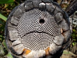 Protea cynaroides, the mathematician