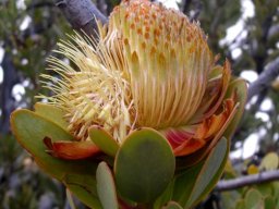 Protea glabra lateral bias