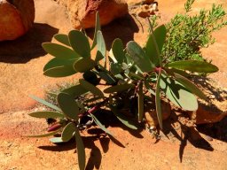 Protea glabra, tomorrow&#039;s big bush
