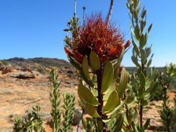 Protea